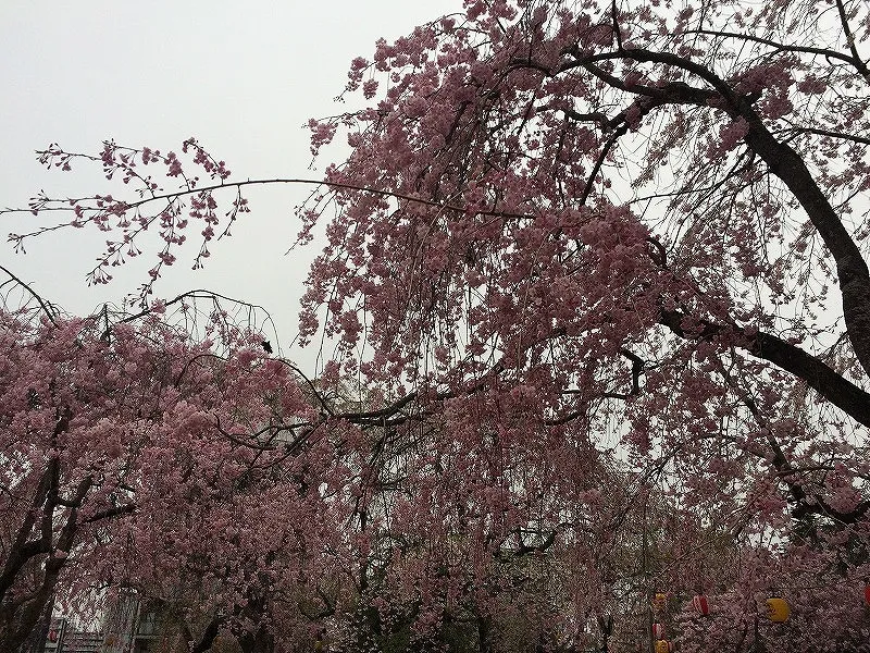 桜の花も咲き乱れ