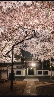 夜桜